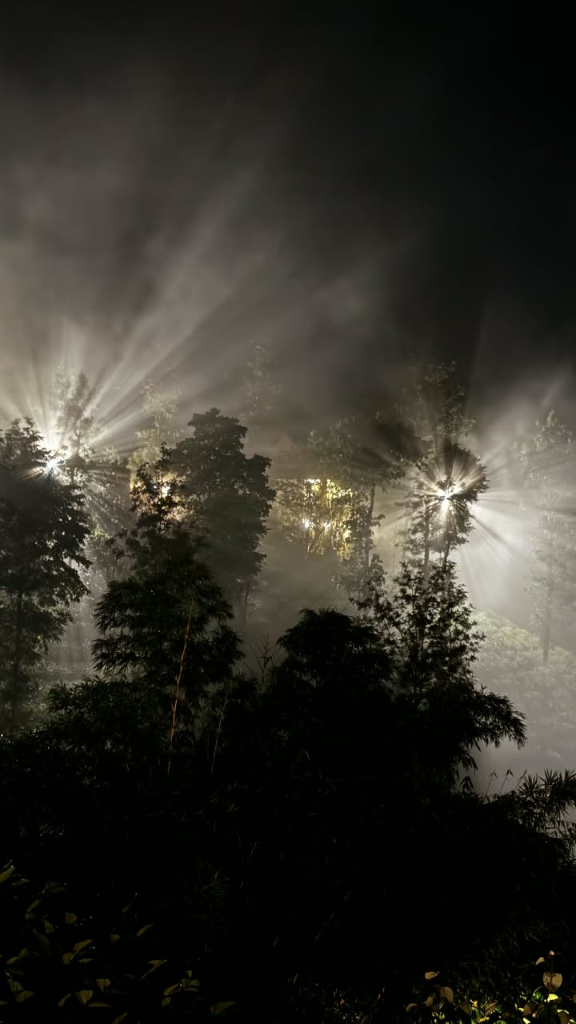 Mystic Night Forest with Radiant Light Beams in Mist